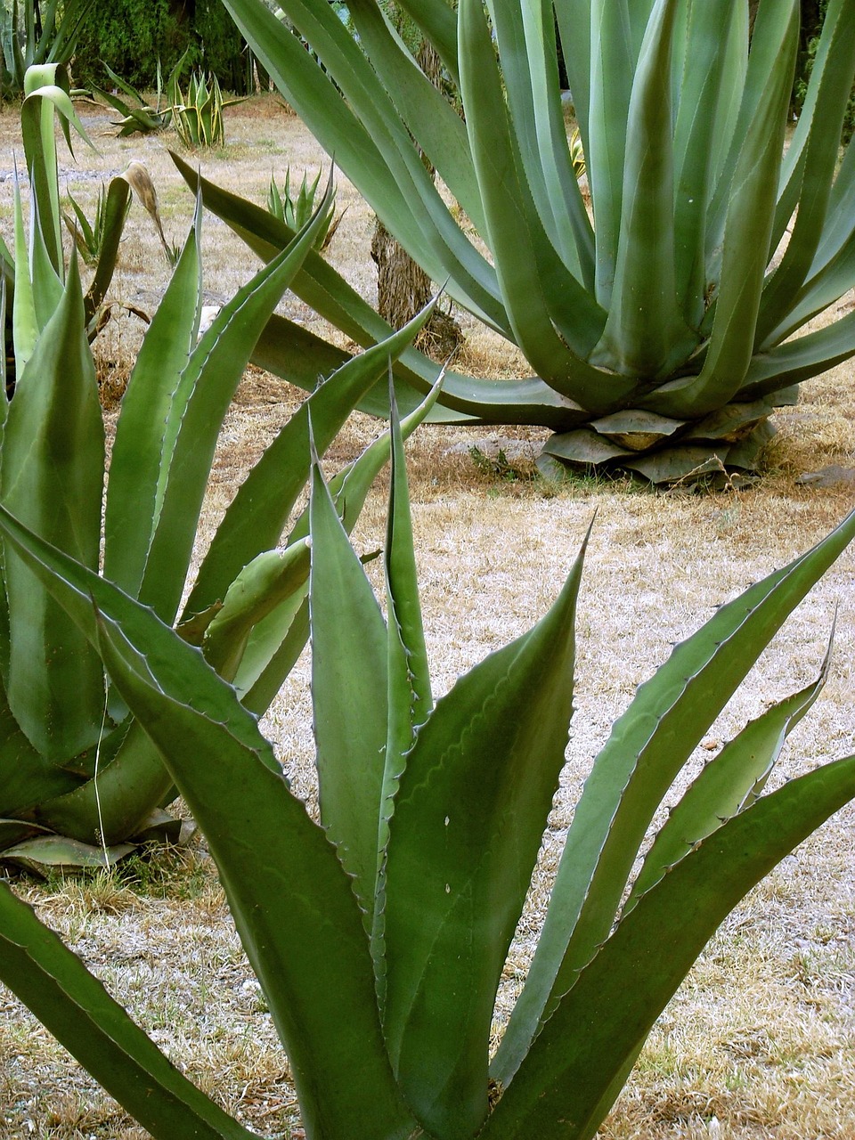maguey, century plant, pita, fibre, mezcal, pulque, mexico, mexican, maguey, maguey, mezcal, mezcal, mezcal, mezcal, mezcal, pulque