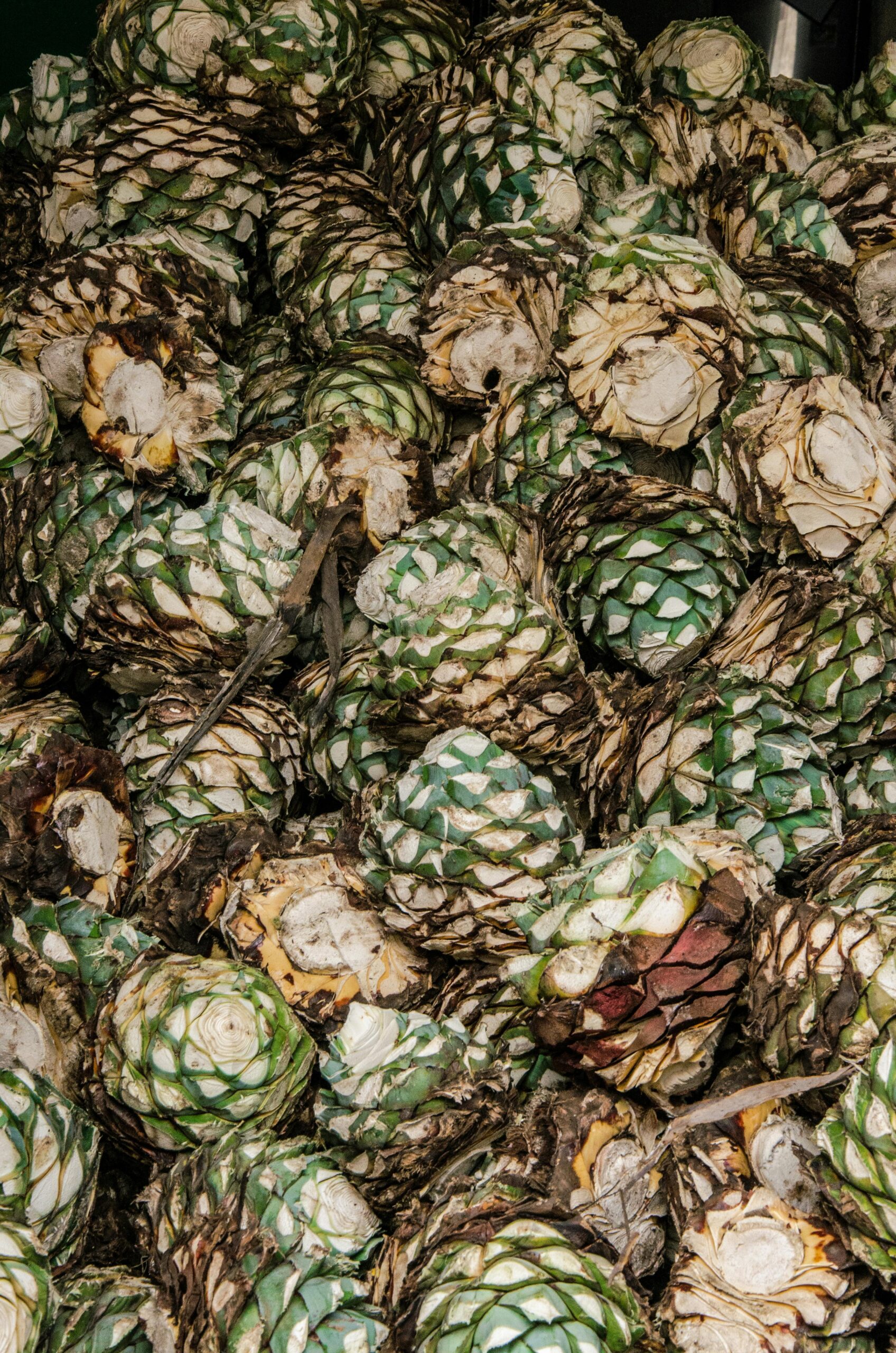 A vertical shot of agave piñas ready for tequila production in Tequila, Mexico.